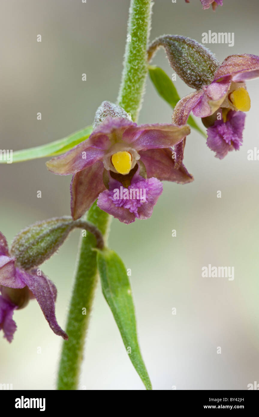 Dark Red Helleborine (Epipactis Atrorubens) Blume detail Stockfoto