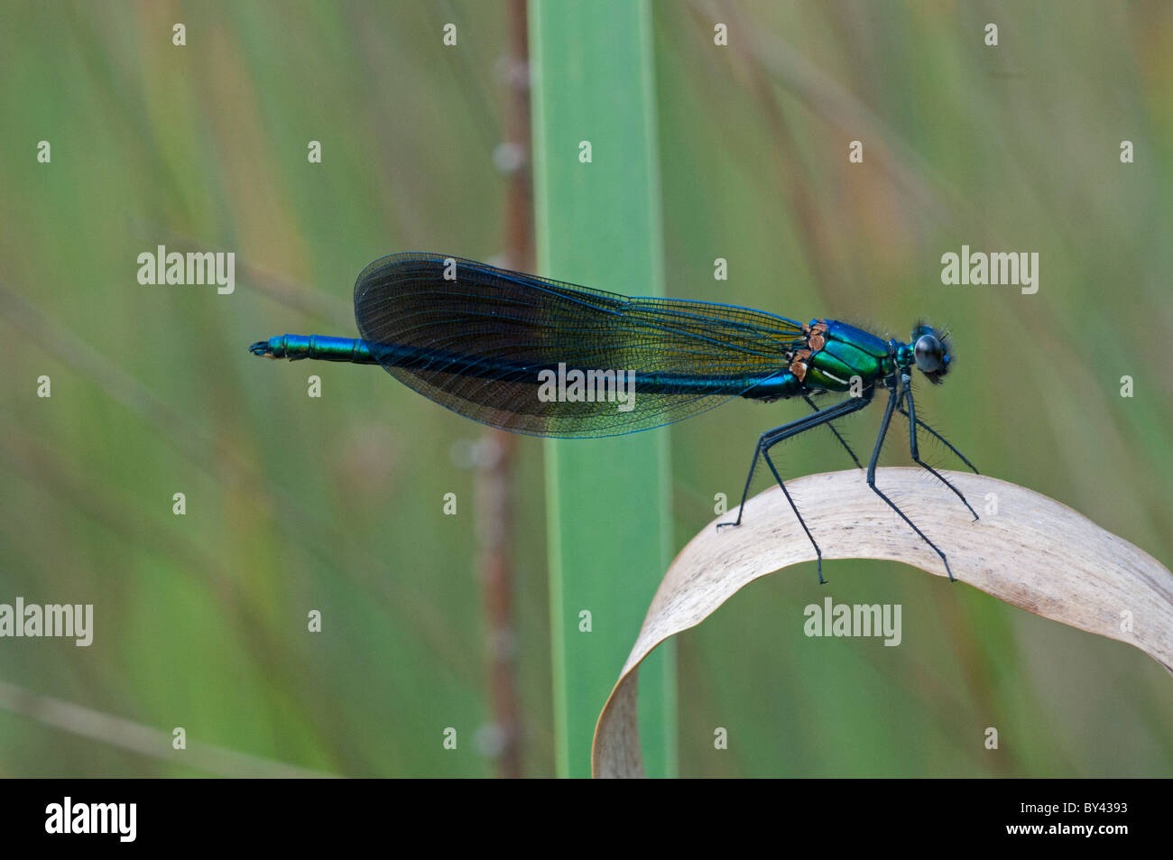 Western-Prachtlibelle (Calopteryx Xanthostoma) Stockfoto