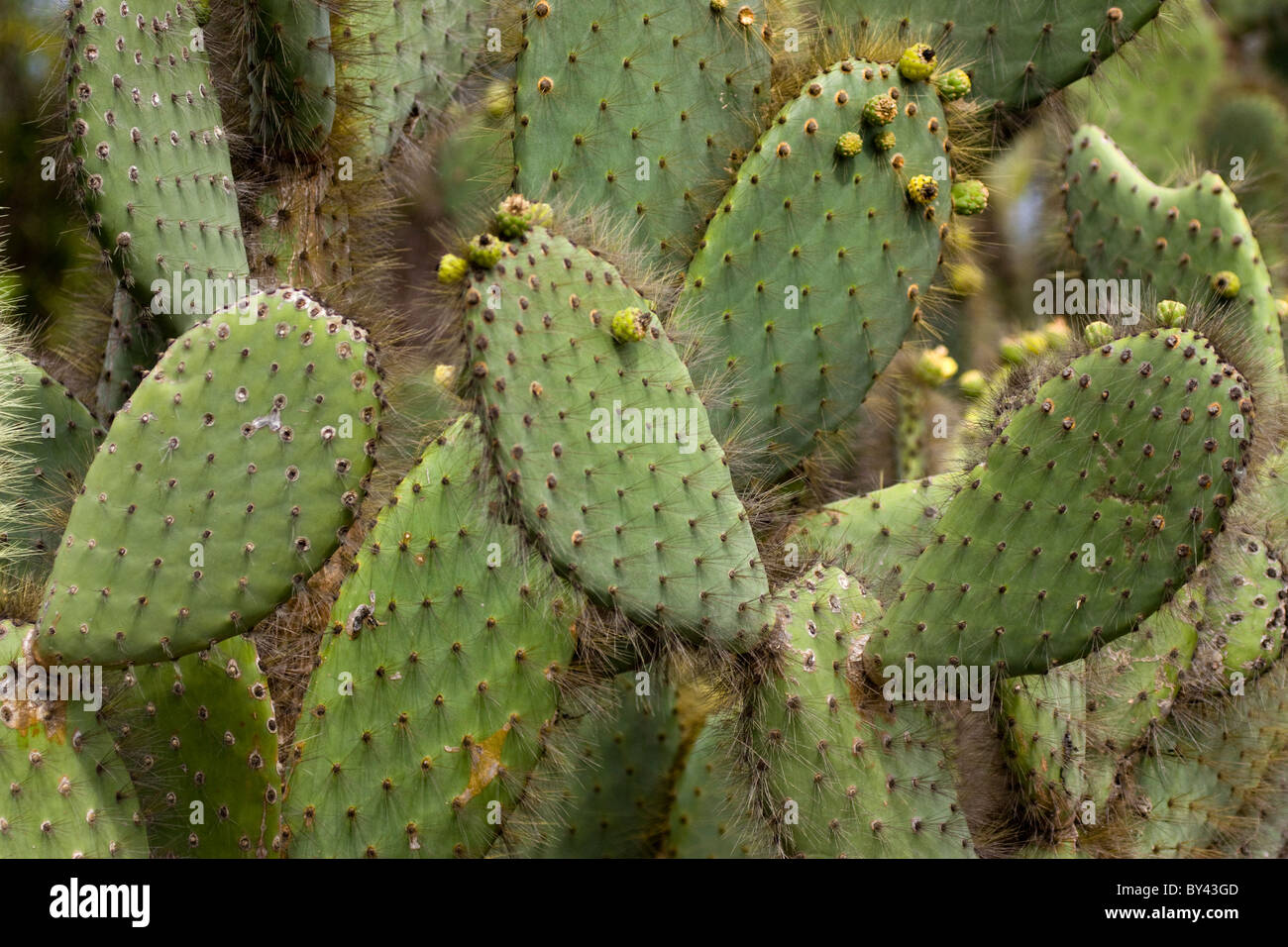 Pflanzen Sie Kakteen Opuntia Echios var Echios Stacheln Insel Santiago Galapagos Ecuador Stockfoto