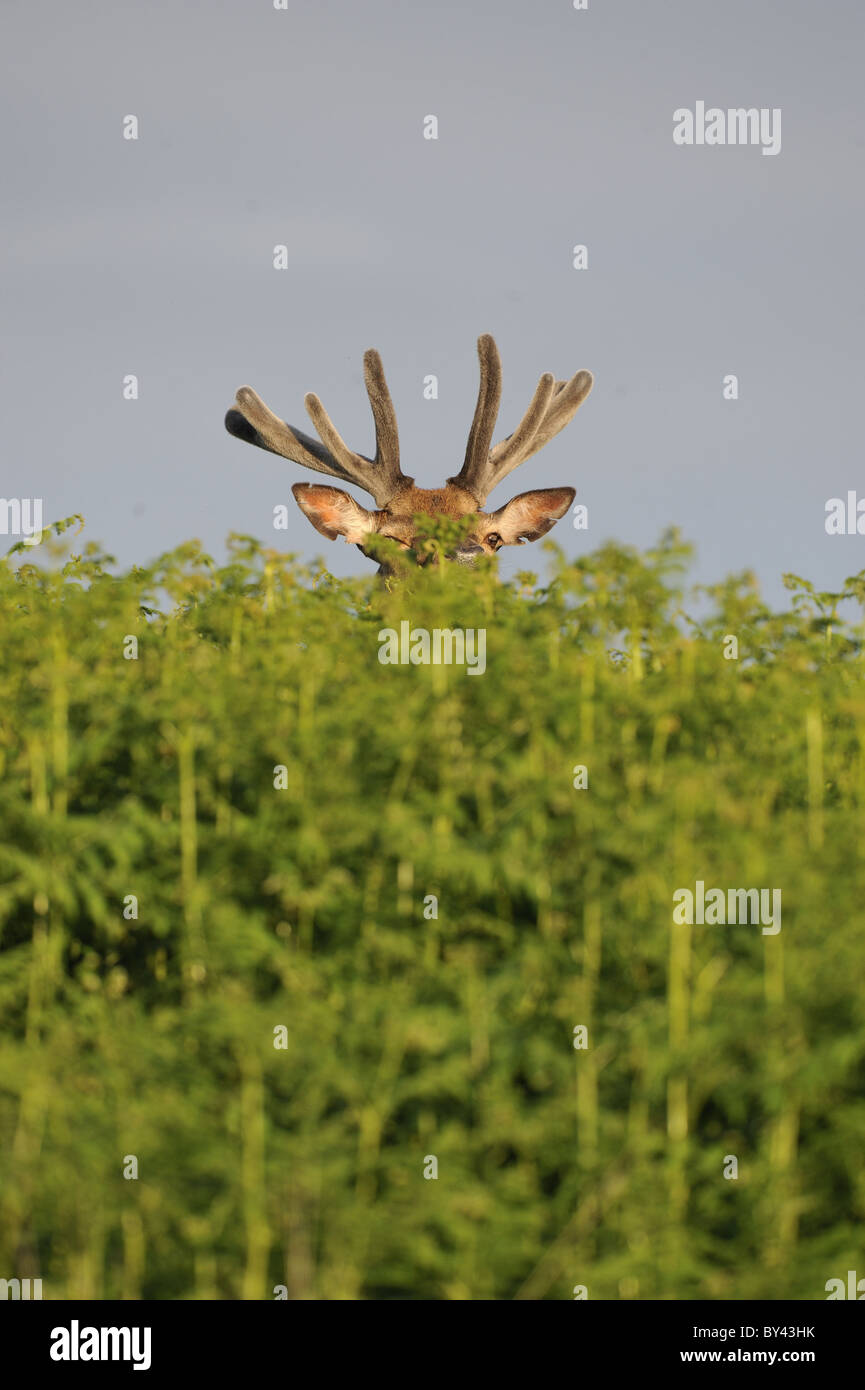 Rothirsch (Cervus Elaphus Scoticus) Hirsch aus samt in Adlerfarnfarne im Frühjahr - Mull Island - Schottland - UK Stockfoto