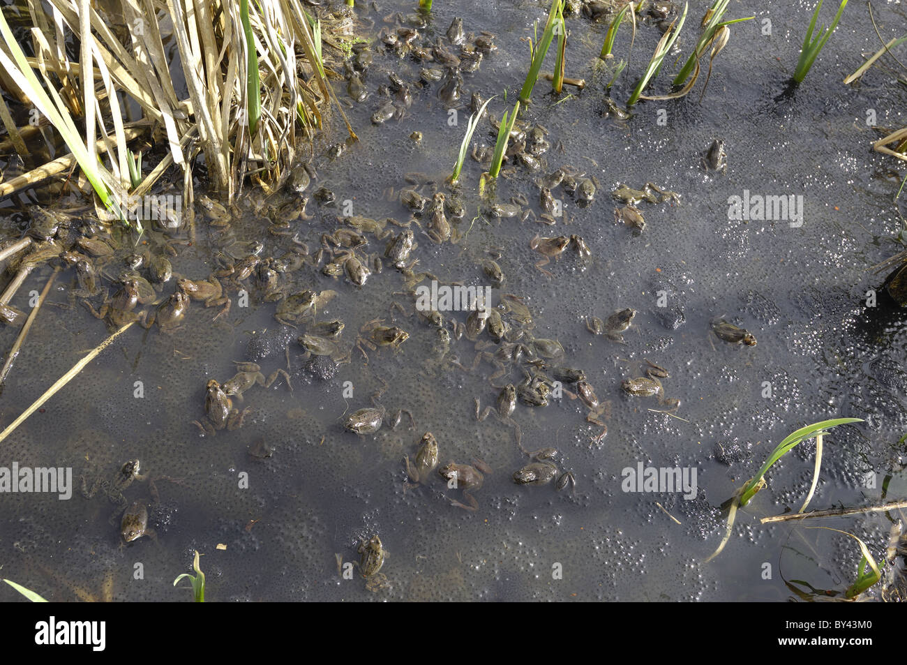 Grasfrosch (Rana Temporaria) im Teich zur Paarung treffen Stockfoto