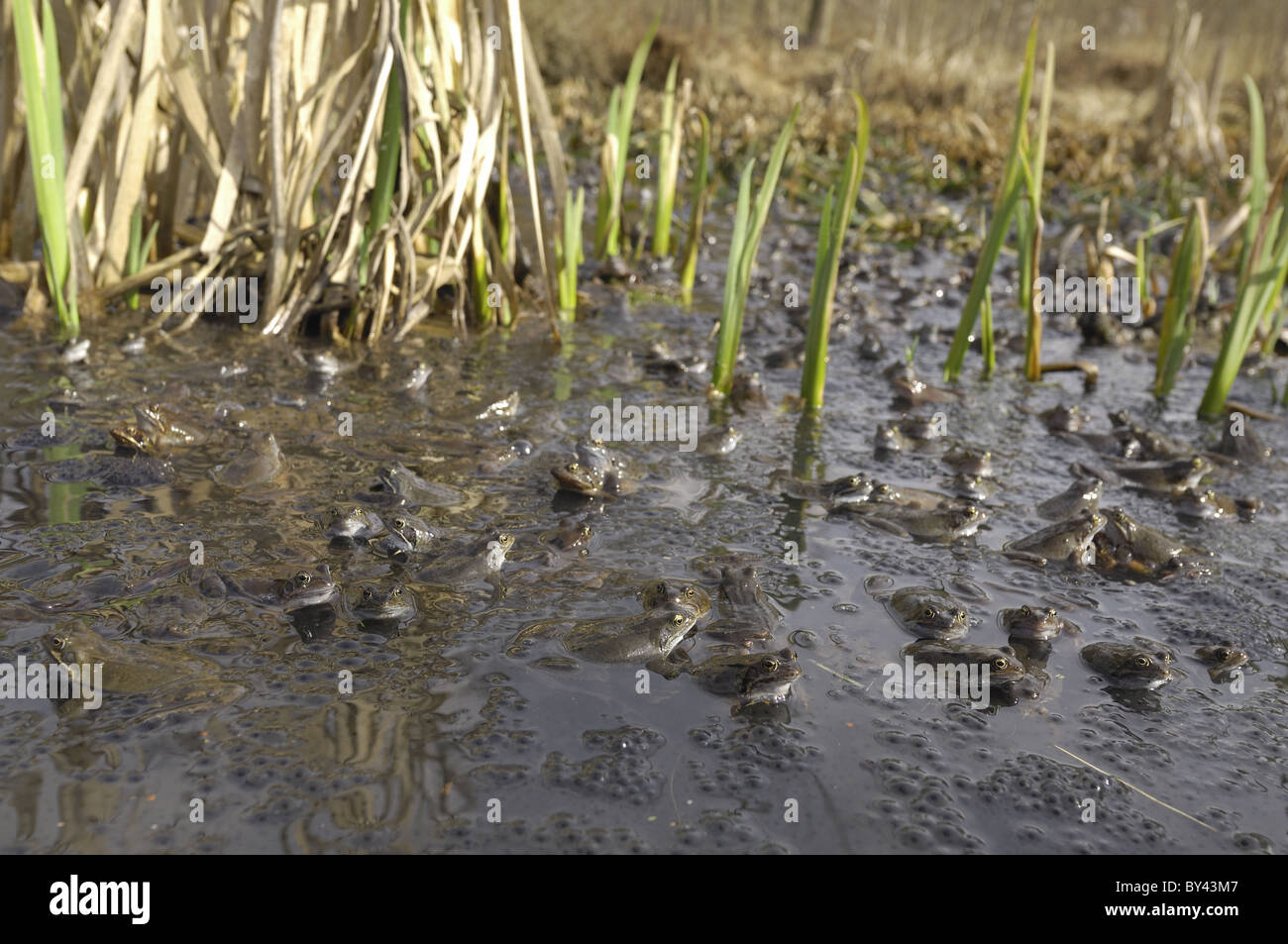 Grasfrosch (Rana Temporaria) im Teich zur Paarung treffen Stockfoto