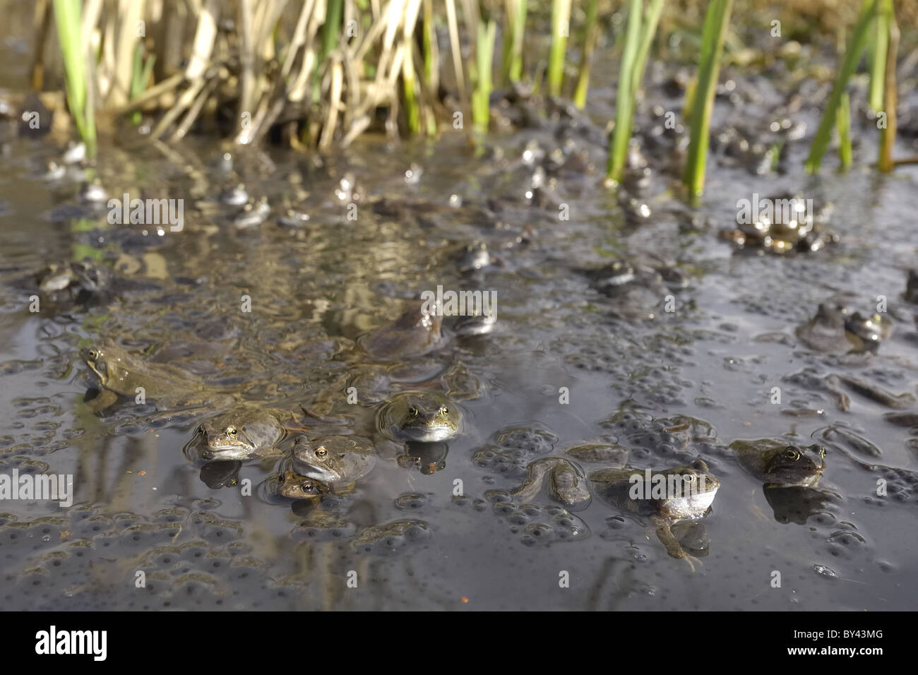 Grasfrosch (Rana Temporaria) im Teich zur Paarung treffen Stockfoto