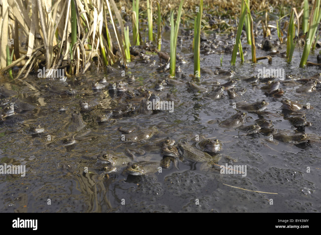 Grasfrosch (Rana Temporaria) im Teich zur Paarung treffen Stockfoto