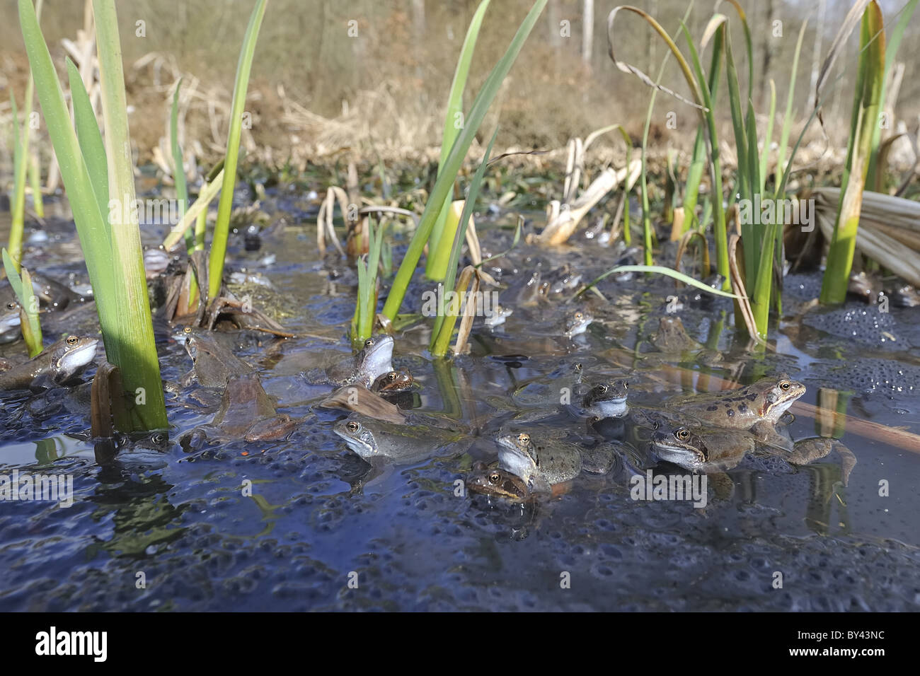 Grasfrosch (Rana Temporaria) im Teich zur Paarung treffen Stockfoto