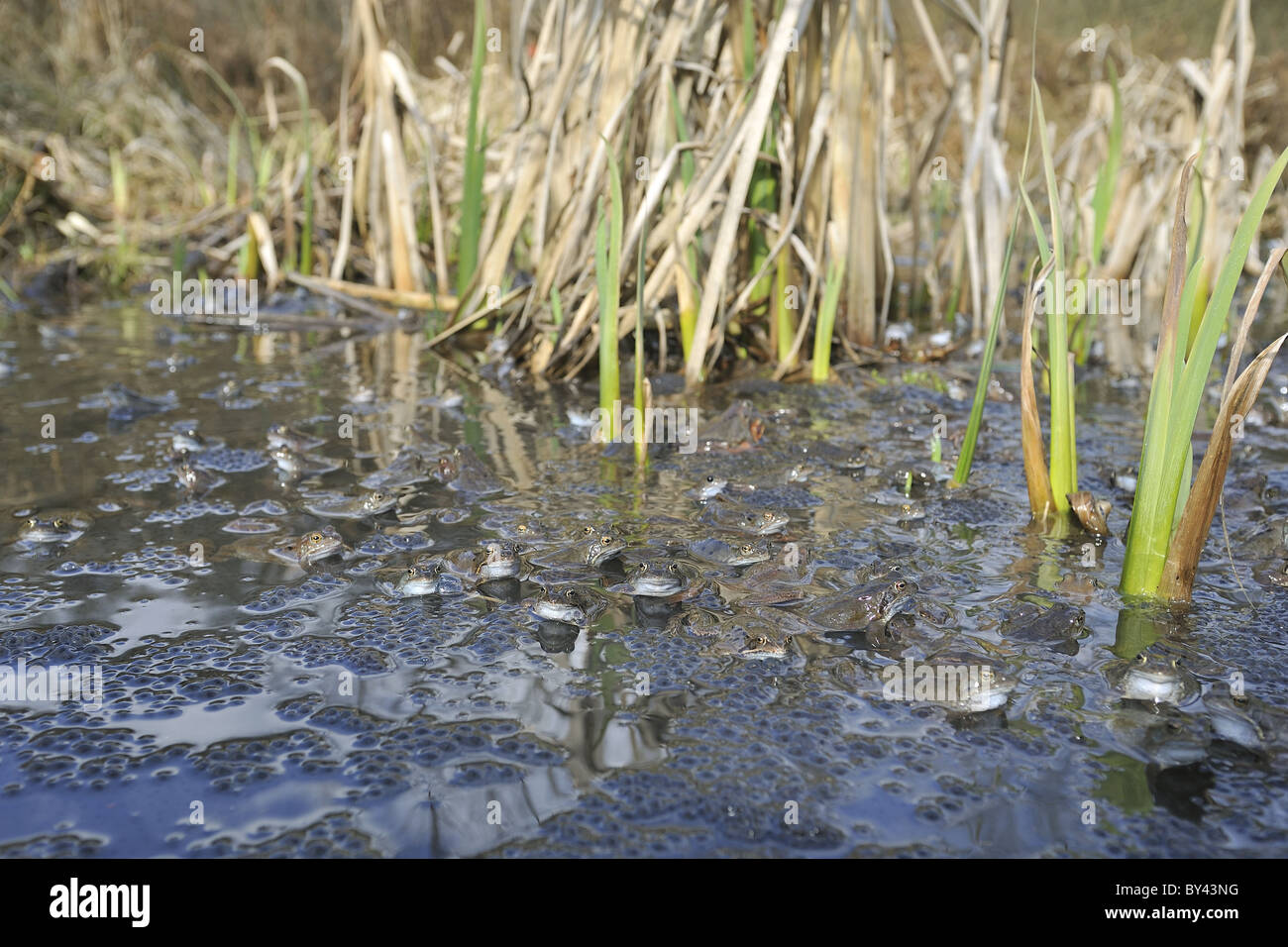 Grasfrosch (Rana Temporaria) im Teich zur Paarung treffen Stockfoto