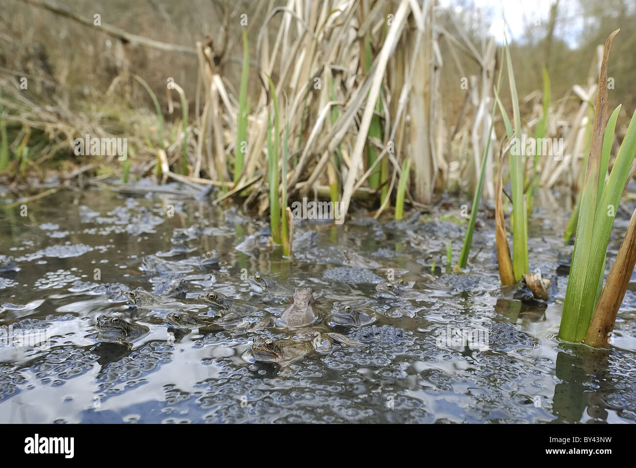 Grasfrosch (Rana Temporaria) im Teich zur Paarung treffen Stockfoto