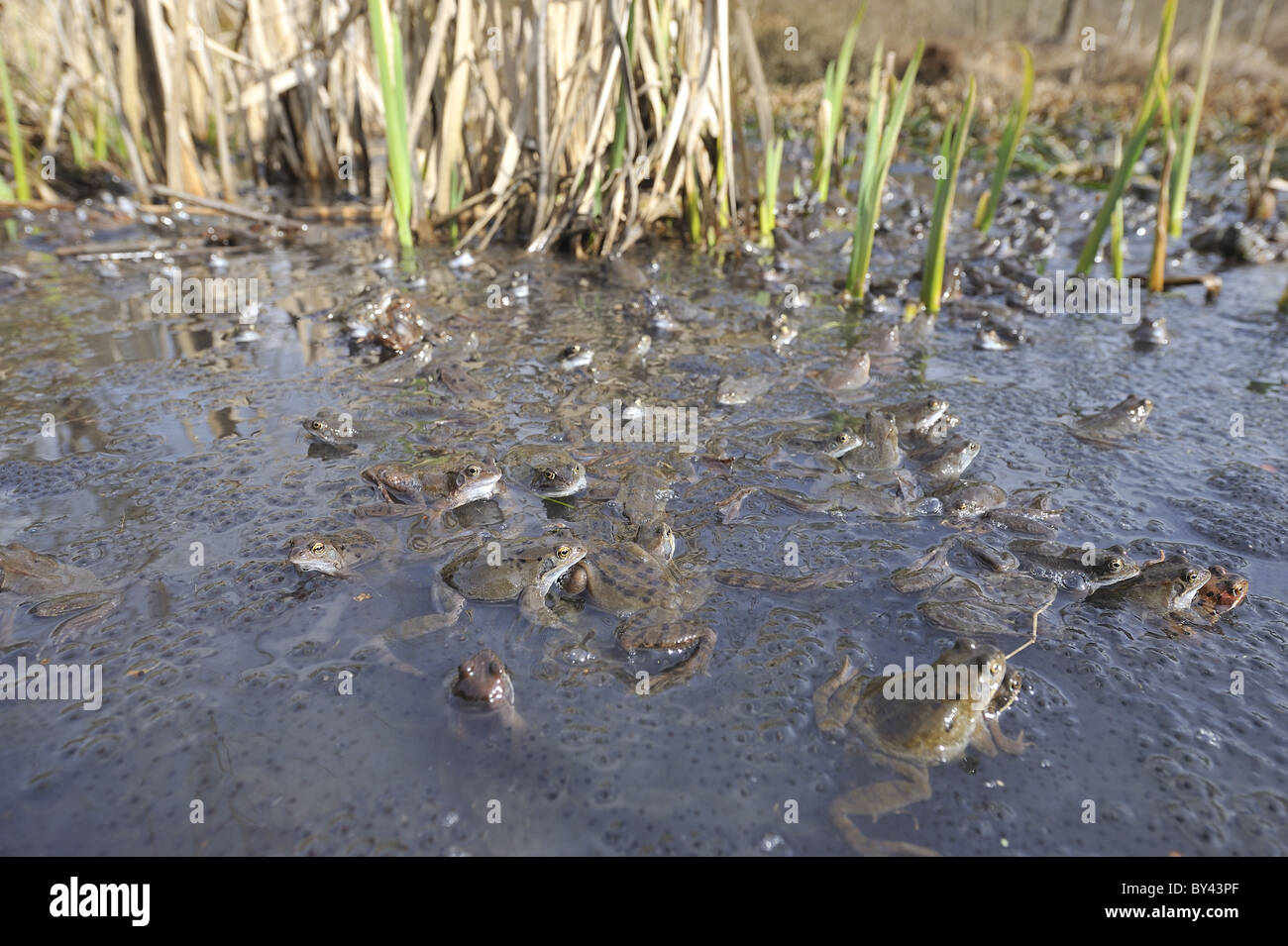 Grasfrosch (Rana Temporaria) im Teich zur Paarung treffen Stockfoto