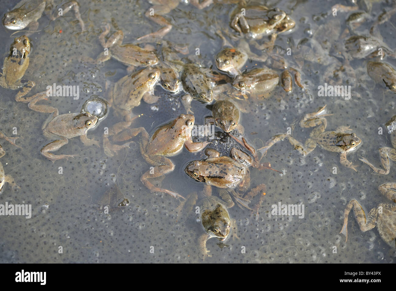 Grasfrosch (Rana Temporaria) im Teich zur Paarung treffen Stockfoto