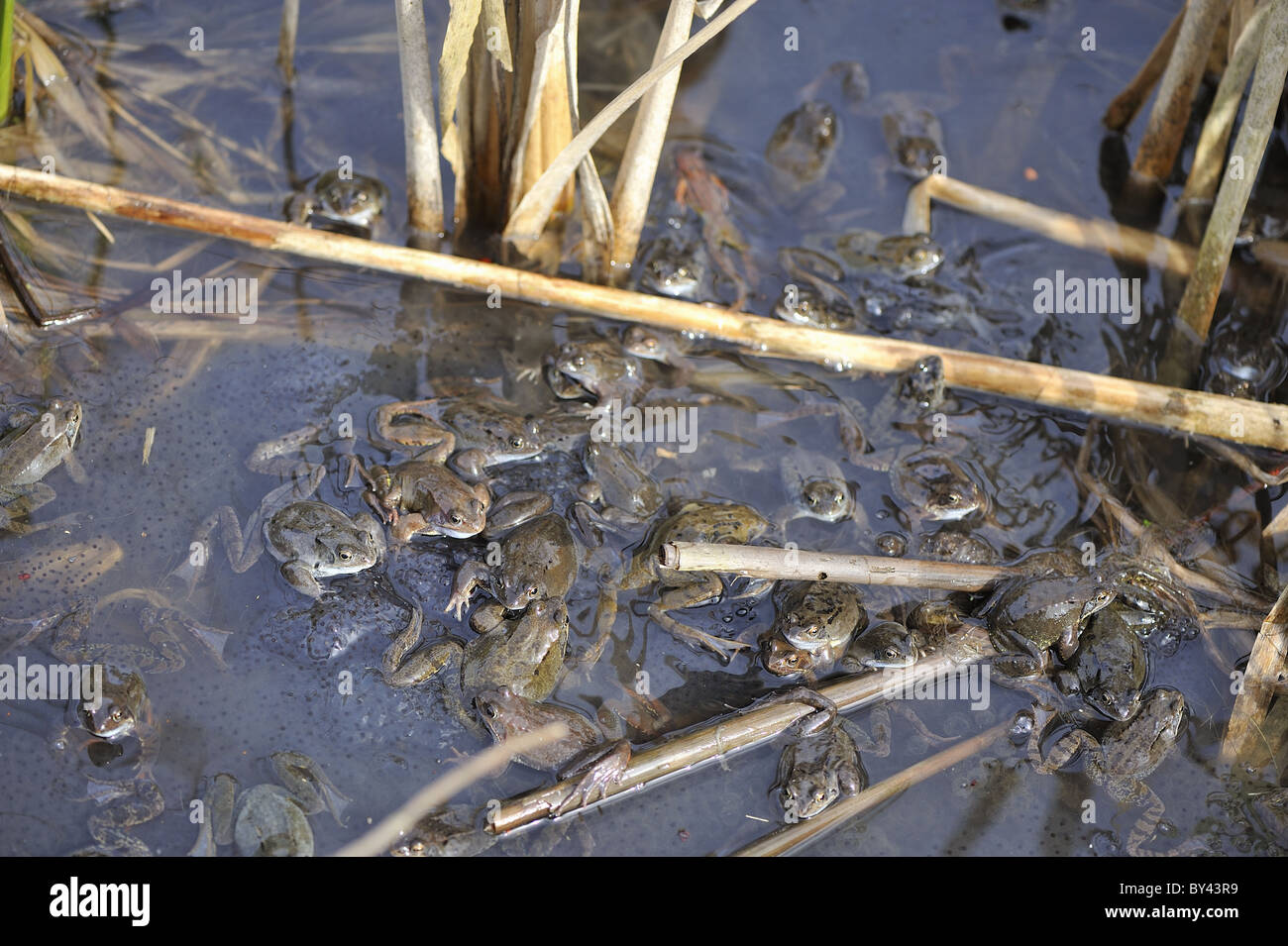 Grasfrosch (Rana Temporaria) im Teich zur Paarung treffen Stockfoto