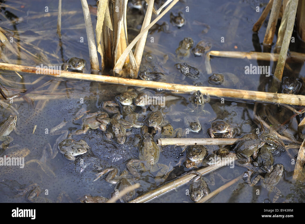Grasfrosch (Rana Temporaria) im Teich zur Paarung treffen Stockfoto