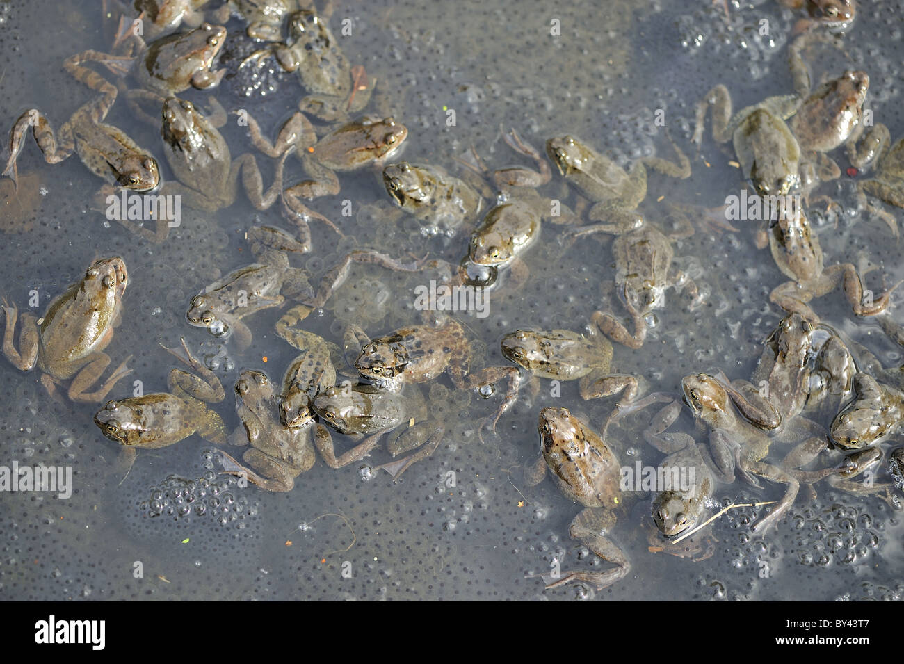 Grasfrosch (Rana Temporaria) im Teich zur Paarung treffen Stockfoto