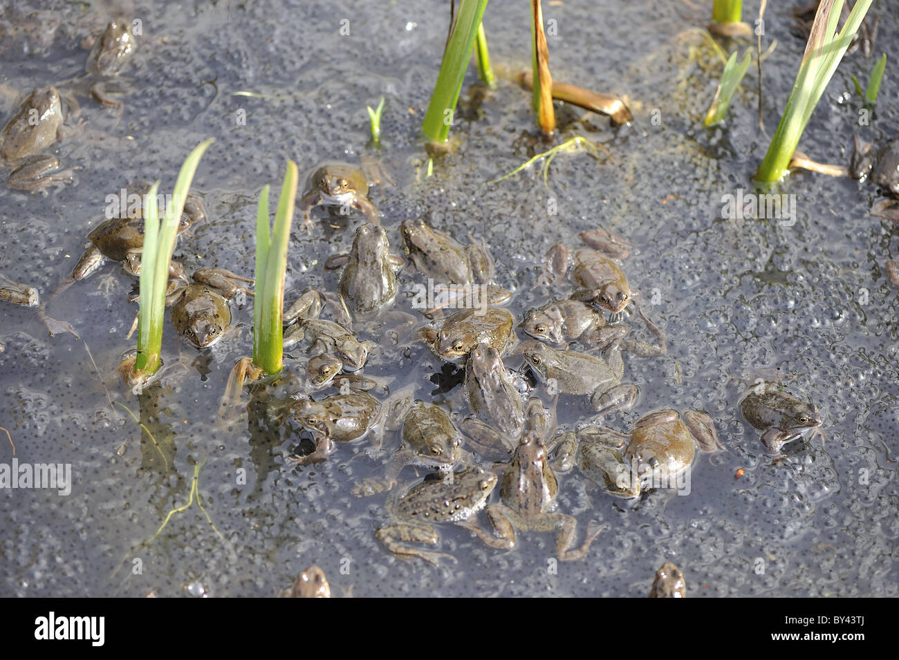 Grasfrosch (Rana Temporaria) im Teich zur Paarung treffen Stockfoto
