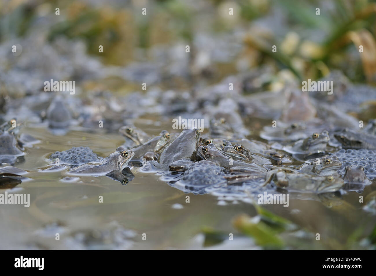 Grasfrosch (Rana Temporaria) im Teich zur Paarung treffen Stockfoto