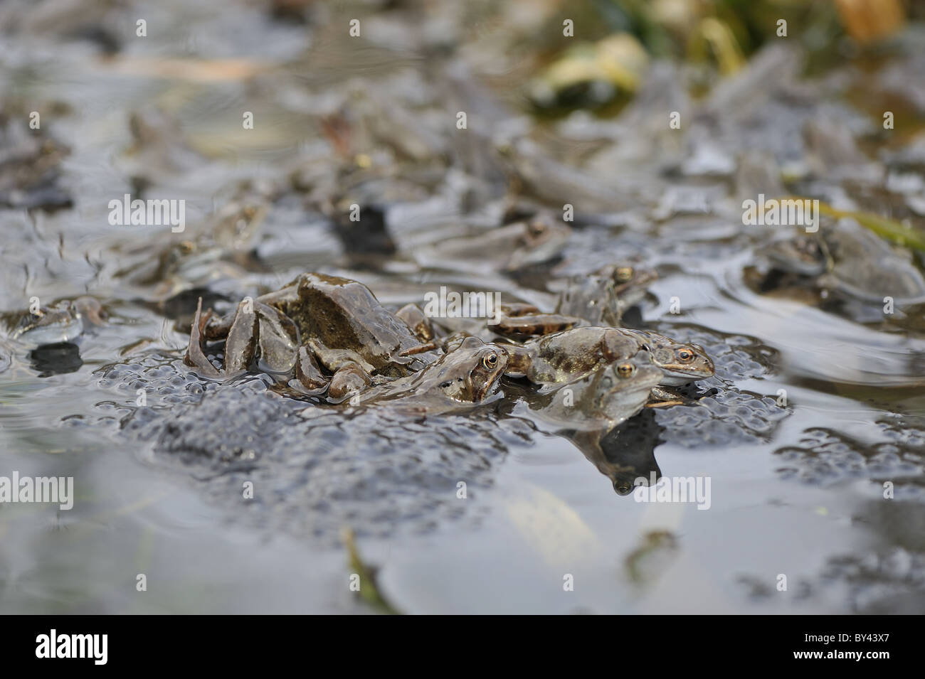 Grasfrosch (Rana Temporaria) im Teich zur Paarung treffen Stockfoto