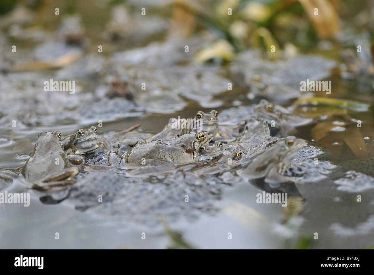 Grasfrosch (Rana Temporaria) im Teich zur Paarung treffen Stockfoto