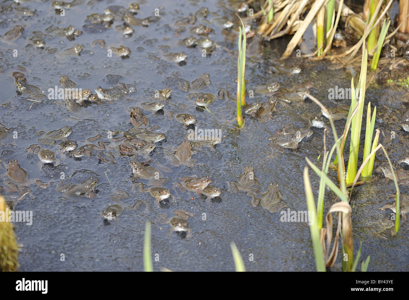 Grasfrosch (Rana Temporaria) im Teich zur Paarung treffen Stockfoto