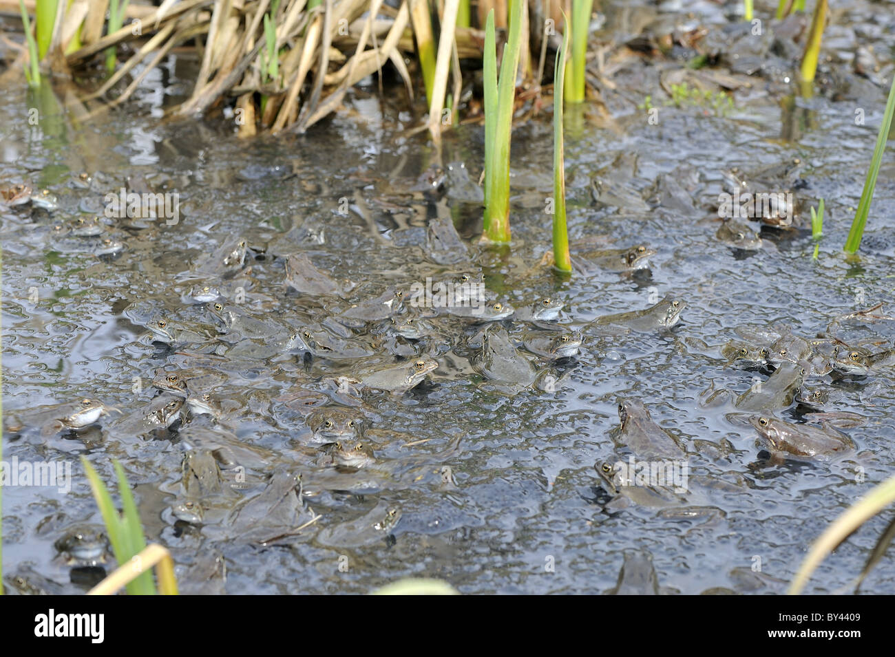 Grasfrosch (Rana Temporaria) im Teich zur Paarung treffen Stockfoto