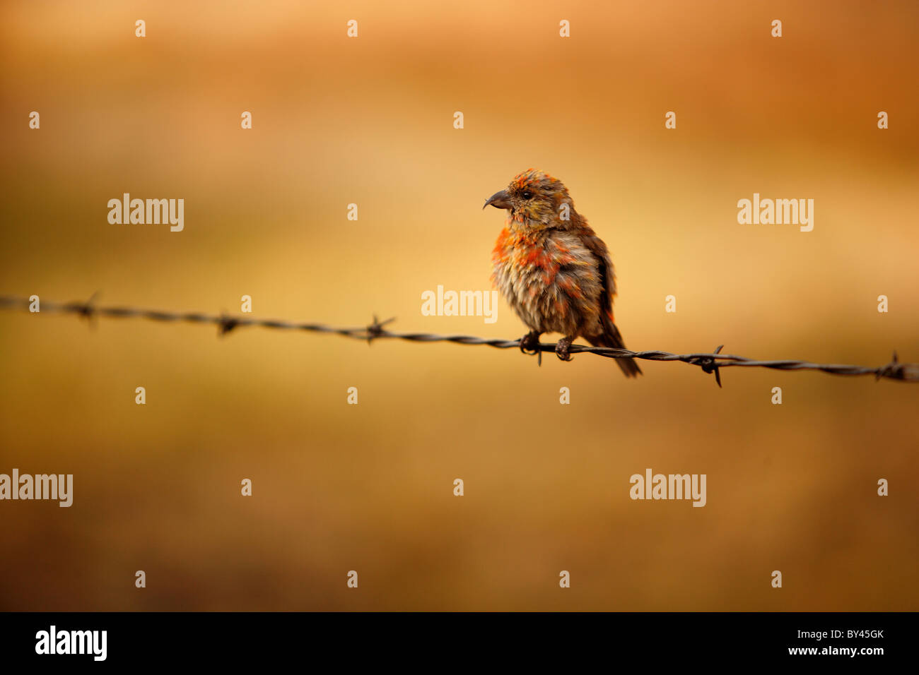 Eine Stückliste, rotes Kreuz, thront auf einem Stacheldrahtzaun. Stockfoto