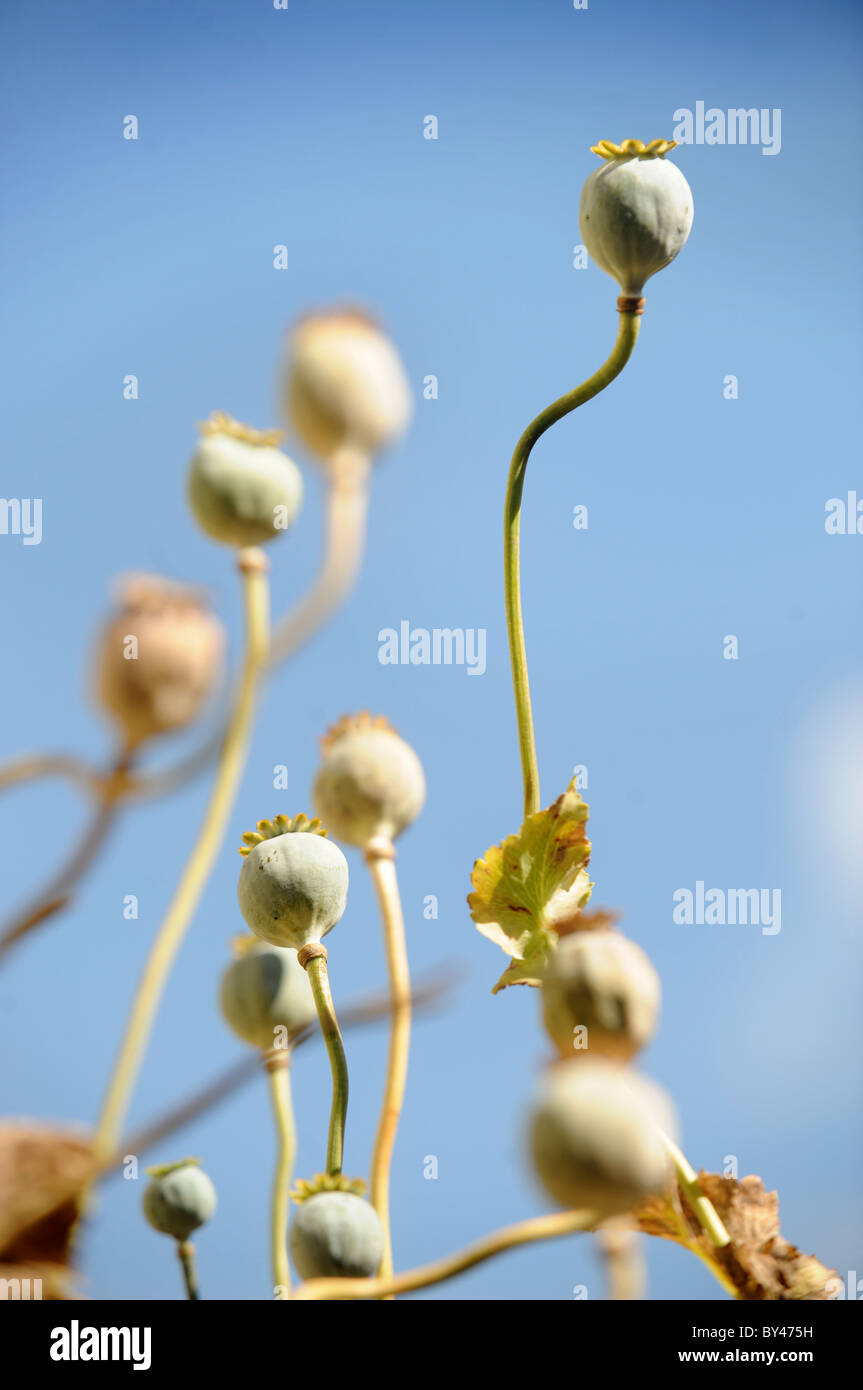 Spätsommer Samen Mohn nach der Blüte bilden Köpfe Stockfoto