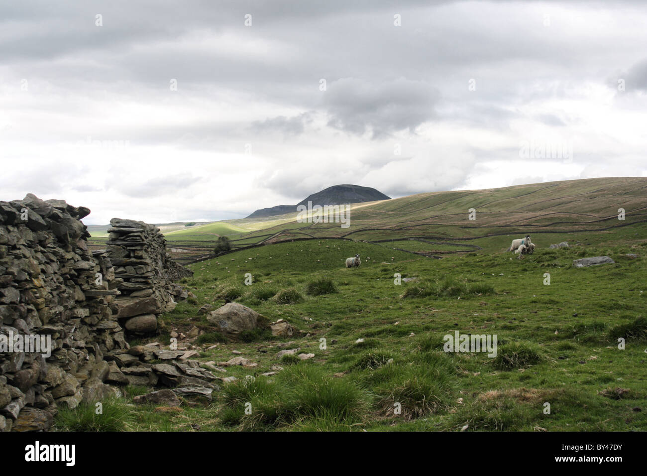 Ein Feld und Trockenmauer mit Blick auf Stift Y Gent in der Nähe von Stainforth in Yorkshire Dales Stockfoto