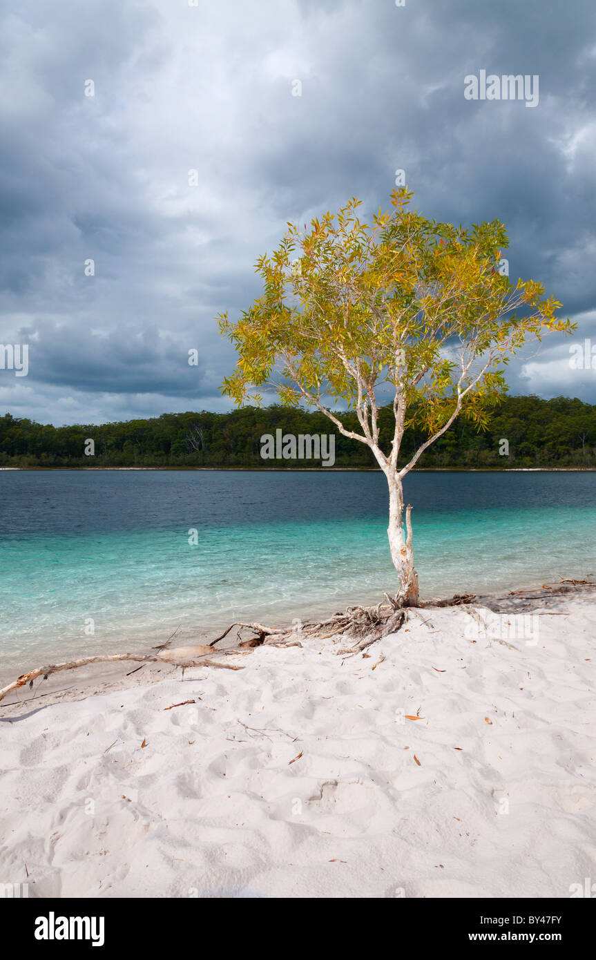 Fraser Island-Baum Stockfoto