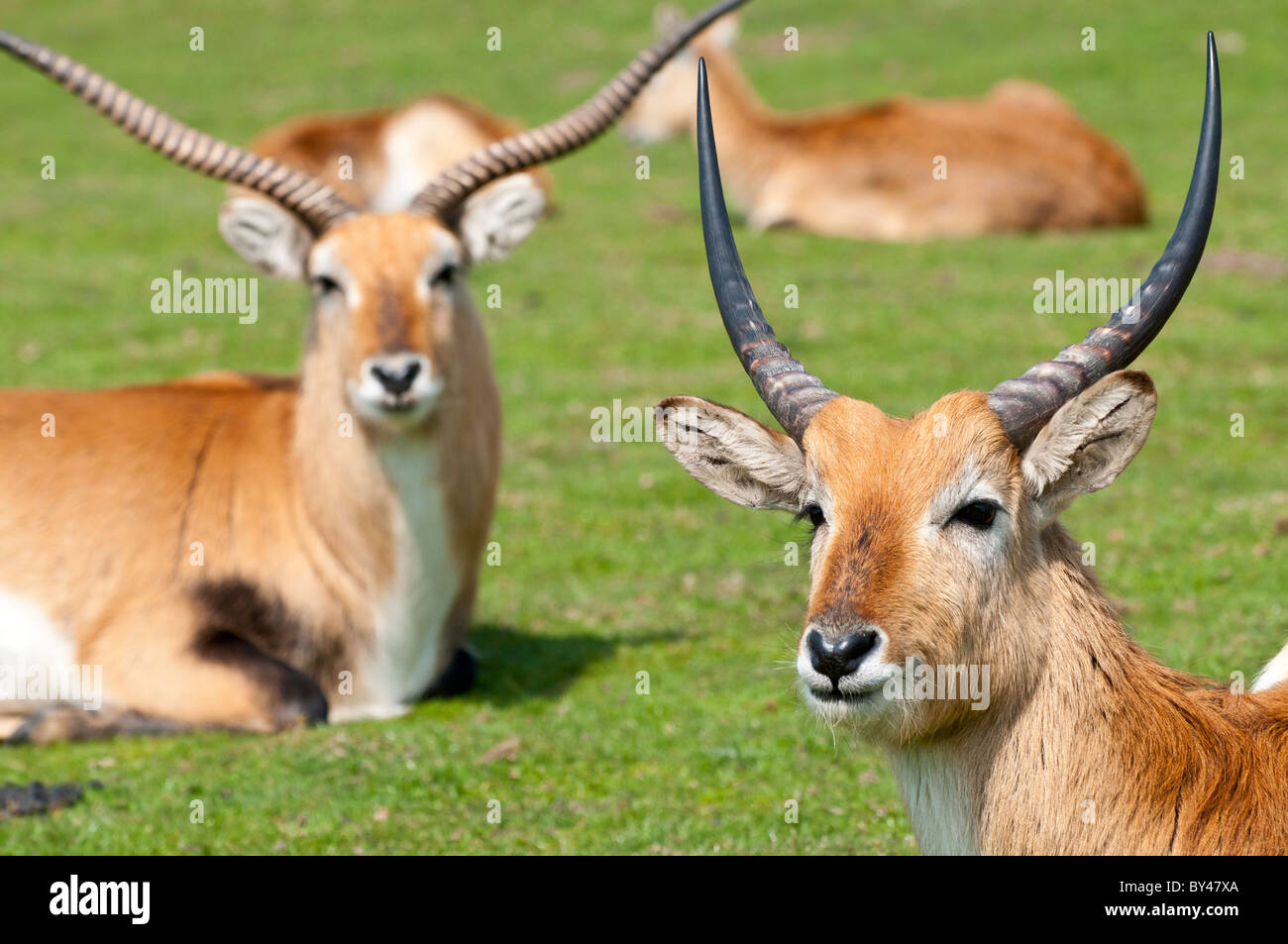 Kafue Wohnungen Lechwe Stockfoto