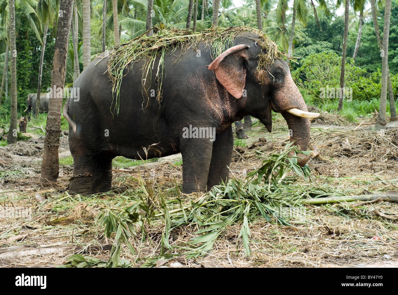 Indischer Elefant Fütterung in Elephant Sanctuary, Guruvayar, Kerala, Indien Stockfoto