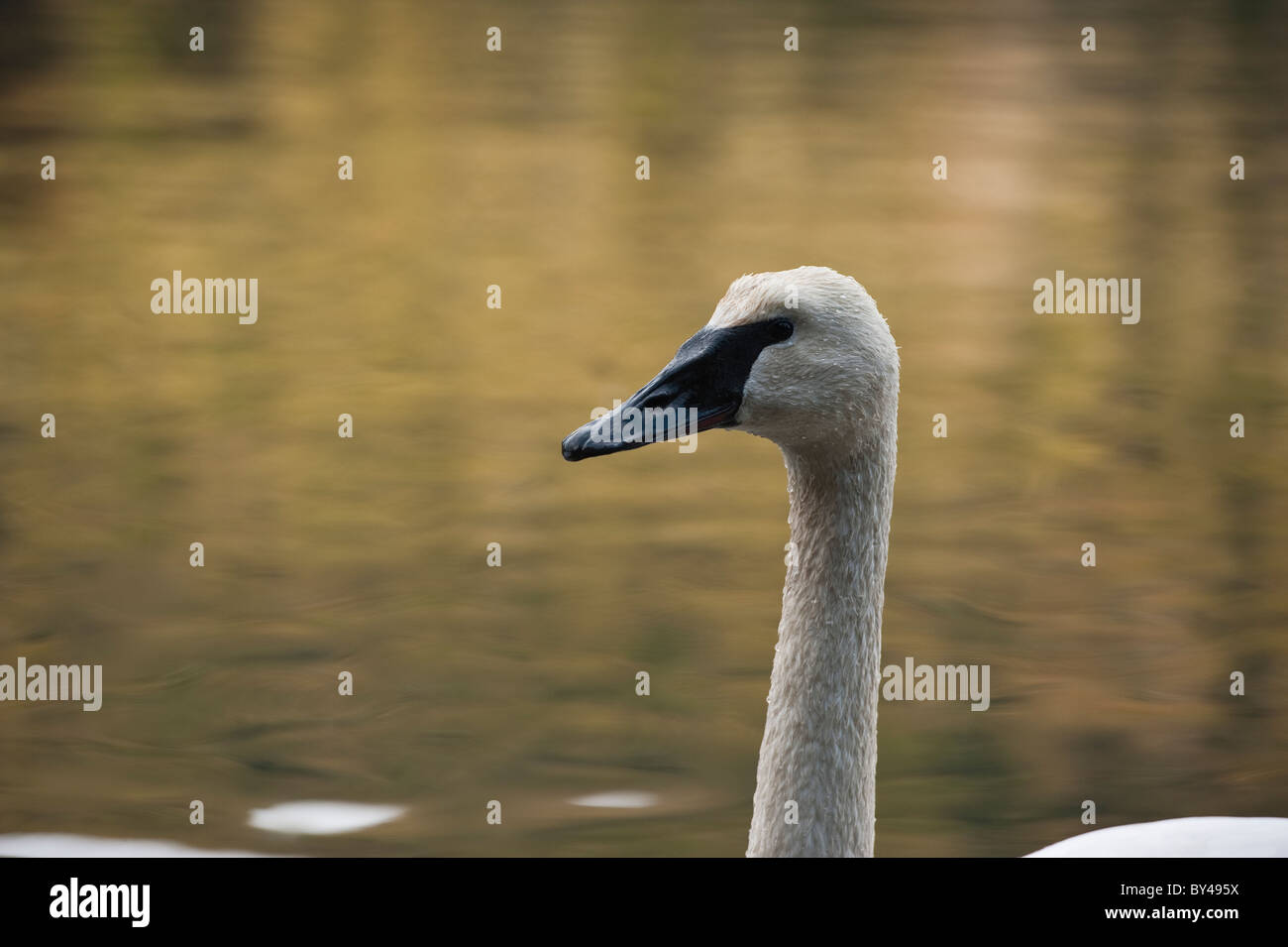 Trompeter Schwan überwintern im Bereich der Mündung des Starriganvan Creek in Sitka, Alaska Stockfoto