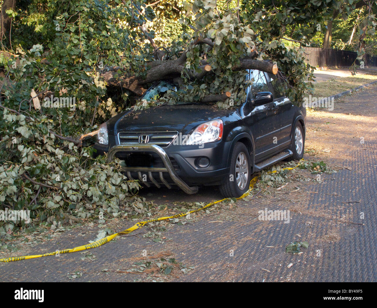 Baum Schaden auf einen Mietwagen in Prospect Park Brooklyn Stockfoto
