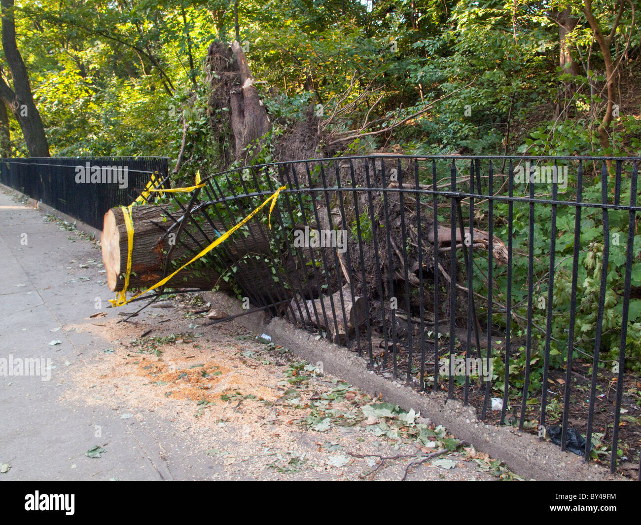 Baum entfernen im Prospect Park Brooklyn Stockfoto