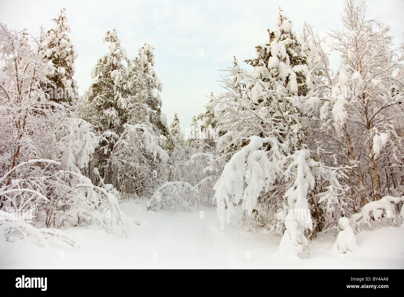 Die gefrorenen Nordholz im Schnee Stockfoto