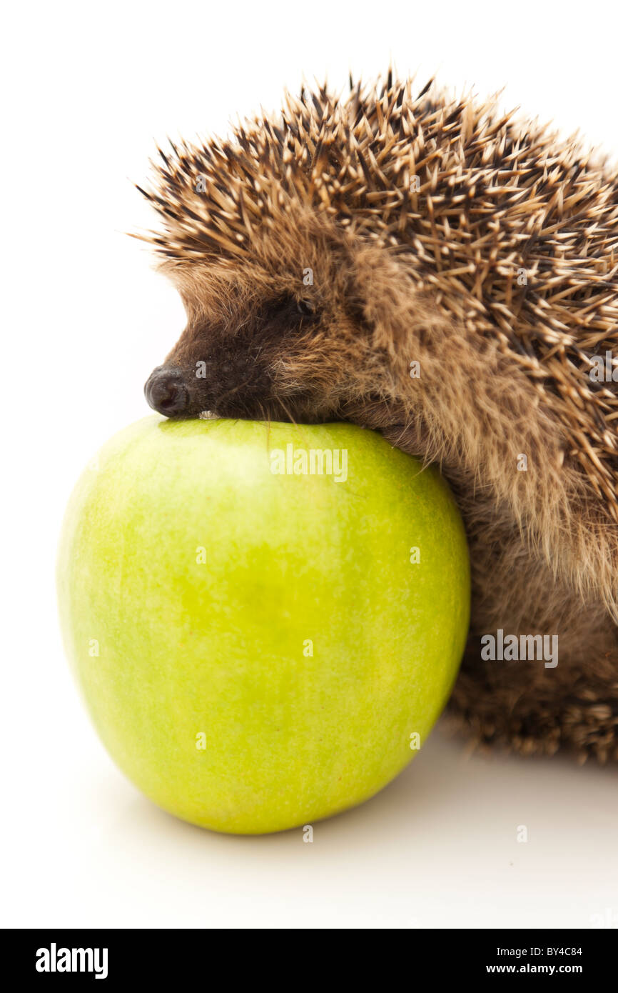 Kleine Igel und Apfel Stockfoto