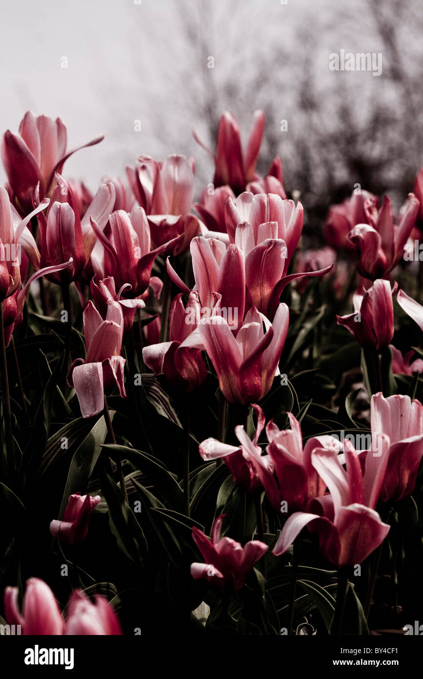 Satz von Tulpen Stockfoto