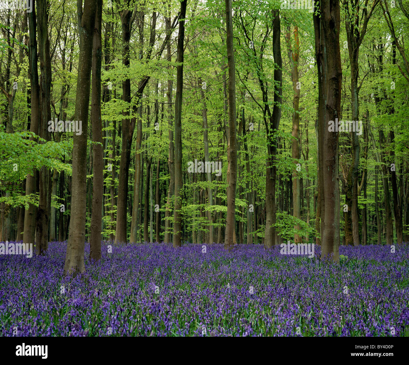 Ein Teppich aus Blaubellen in West Woods, nahe Marlborough in Wiltshire. Stockfoto