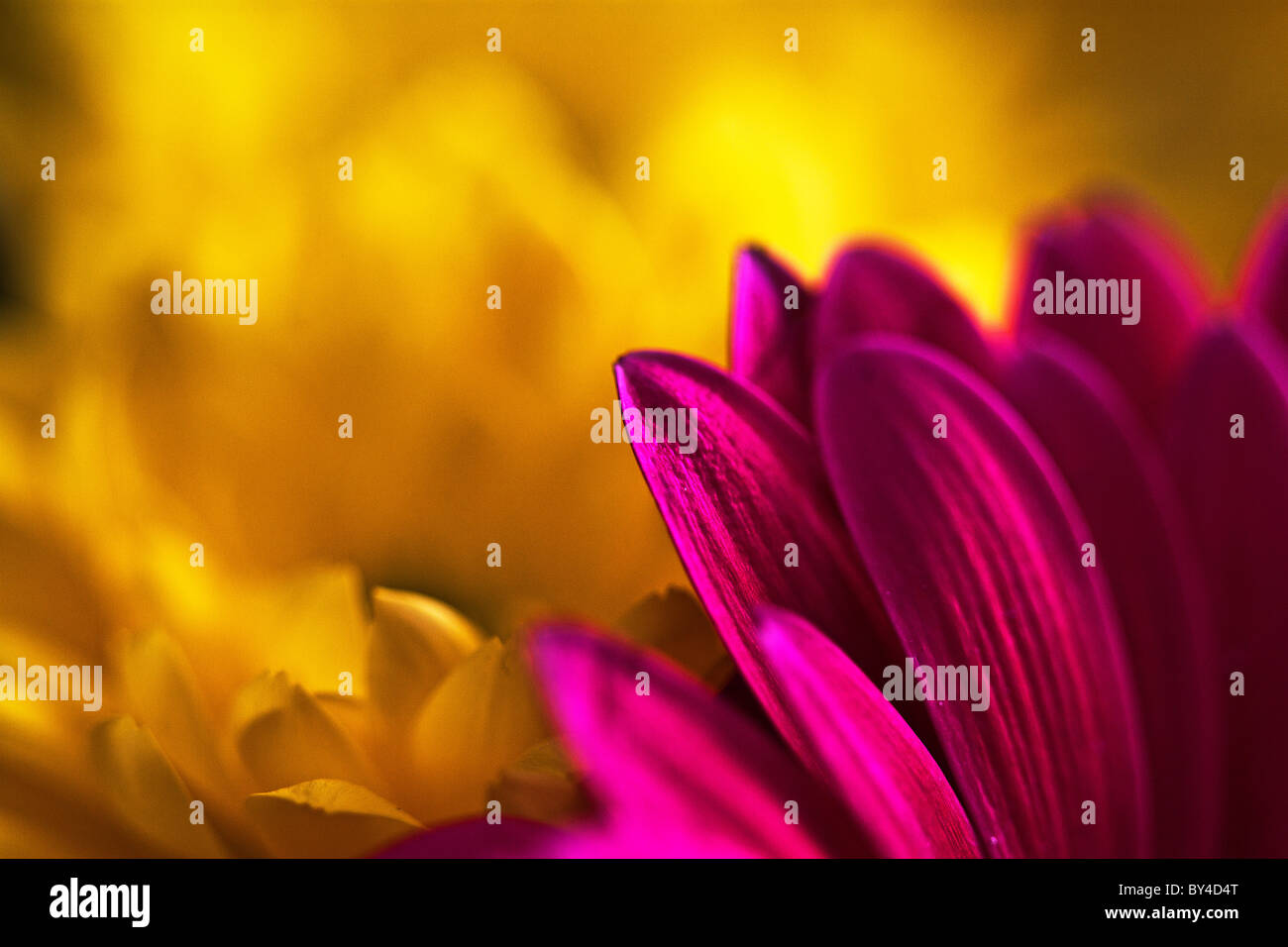 Close-up auf ein rosa Blüten mit gelben Blüten im Hintergrund, um den Kontrast im Bild zu schaffen. Stockfoto