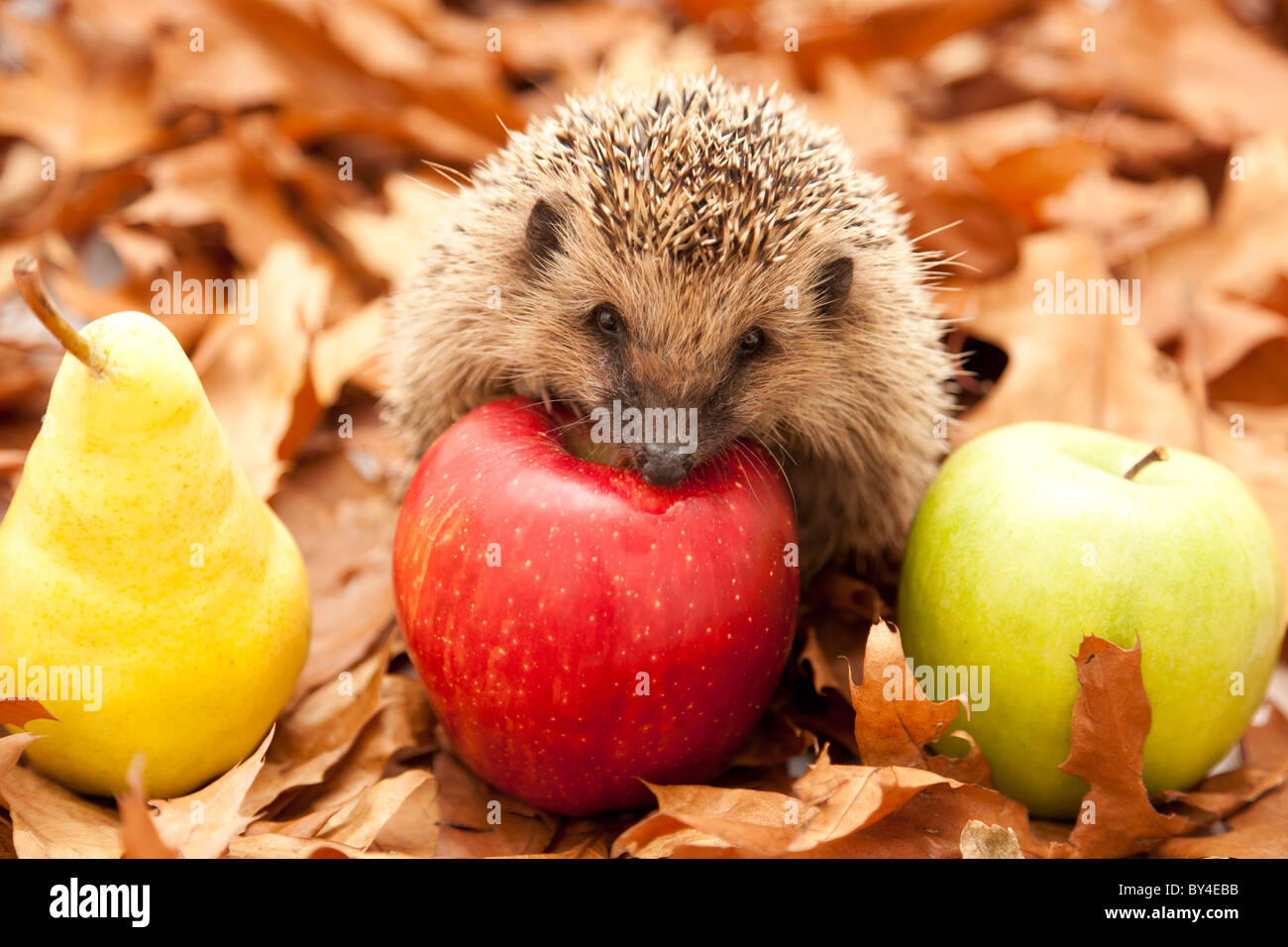 Igel haben wenig verändert in den letzten 15 Millionen Jahren. Stockfoto