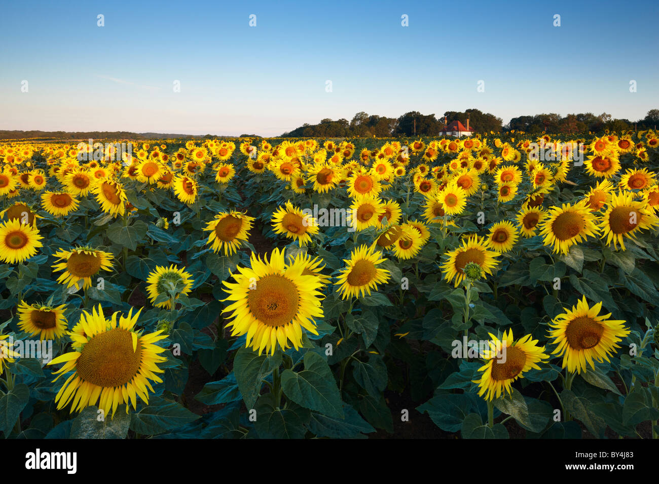 Feld von Sonnenblumen West Sussex. Stockfoto