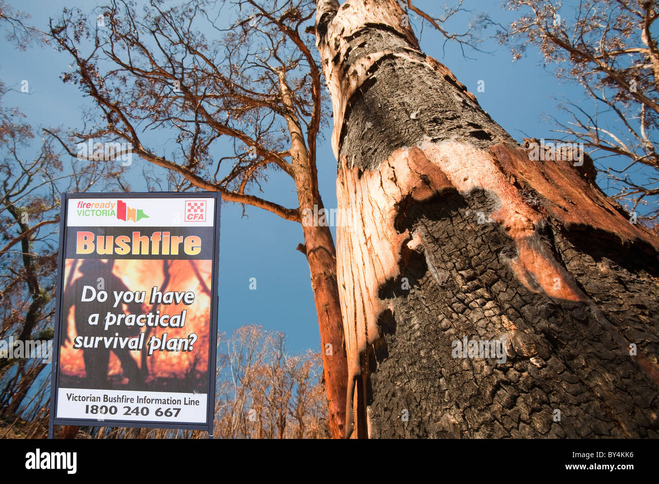 Wald im Dezember 2009 durch Buschfeuer in der Nähe von Michelago, New South Wales, Australien, zerstört. Stockfoto