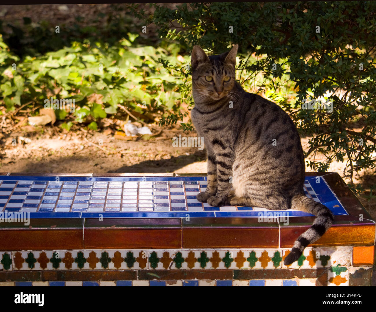 TABBY KATZE SITZT AUF EINER GEFLIESTEN BANK IN EINEM PARK IN SEVILLA Stockfoto