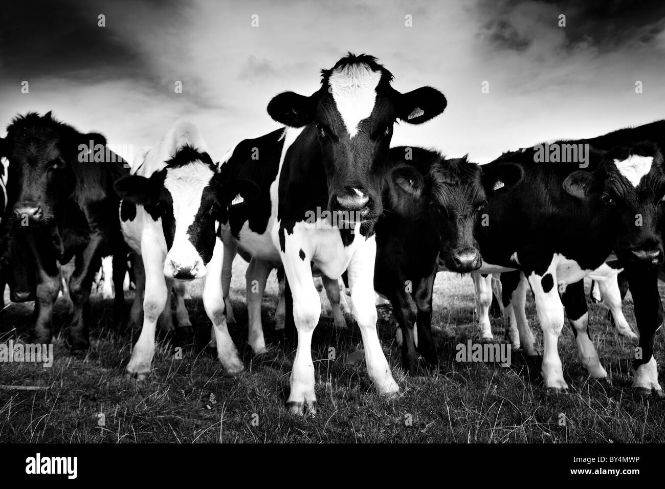 Linie von Holstein (Friesisch) Kühe, Dumfries and Galloway, Schottland Stockfoto