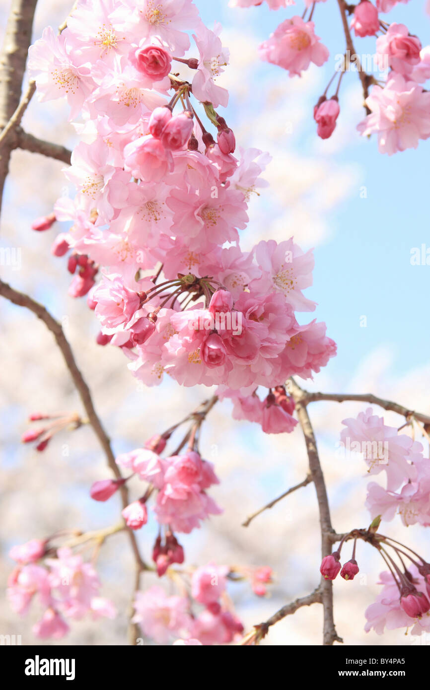 Kirschbaum Bluht Stockfotos Kirschbaum Bluht Bilder Alamy