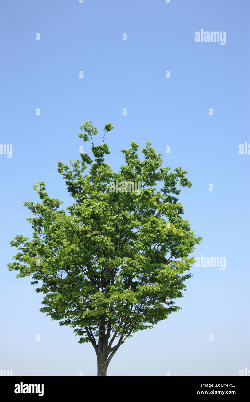 Baum gegen blauen Himmel Stockfoto