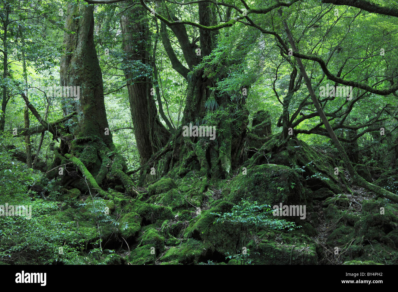 Wald bei Yakushima, Präfektur Kagoshima, Kyushu, Japan Stockfoto