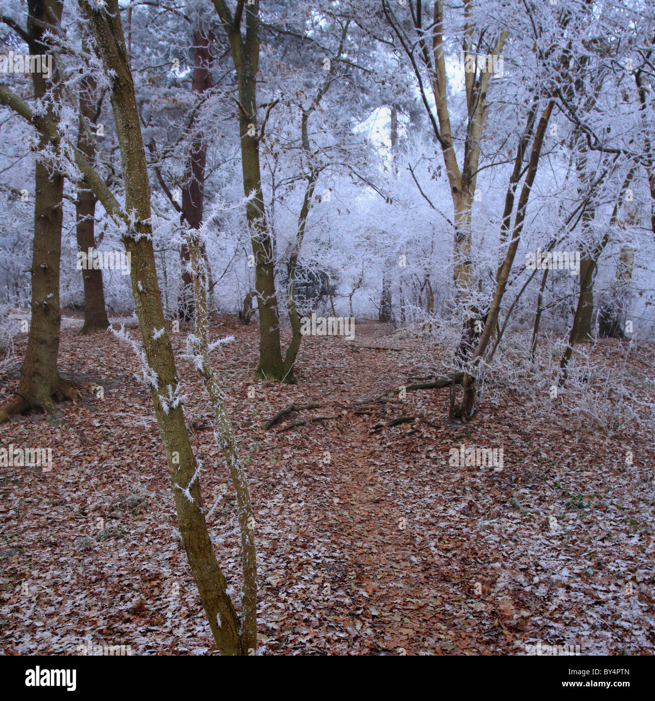 Pfad durch den Wald mit Bäumen bedeckt in Frost. Stockfoto