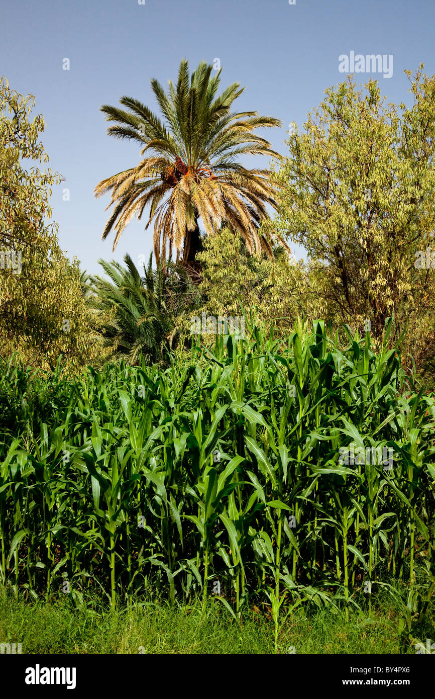 Datum-Palmenplantagen und Mais im Draa Tal des südlichen Marokko, Nordafrika. Stockfoto