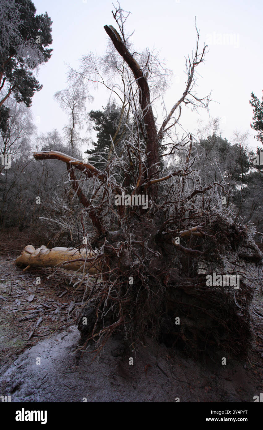 Ein umgestürzter Baum im Wald an einem frostigen Morgen. Stockfoto