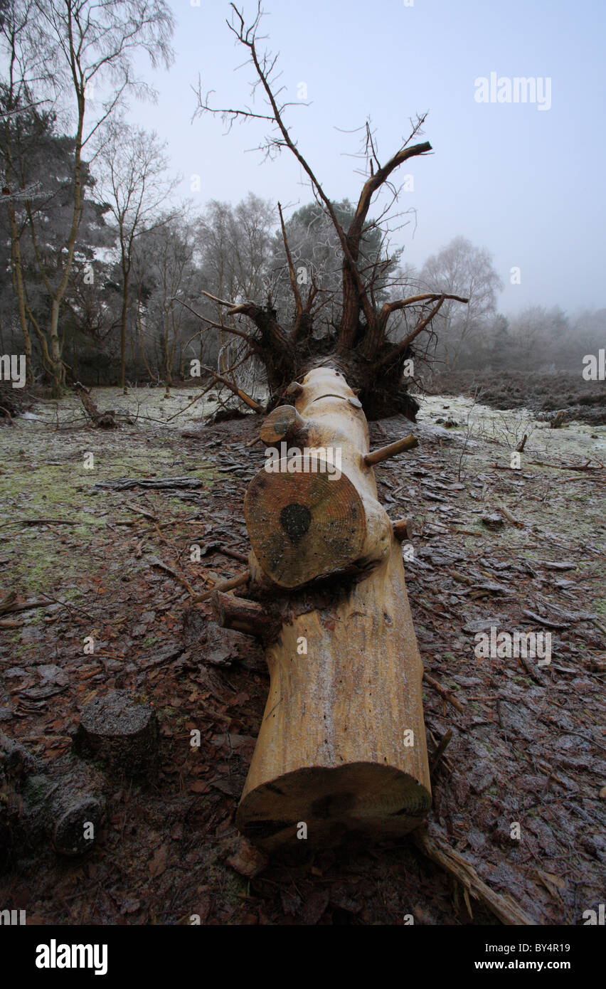 Ein umgestürzter Baum im Wald an einem frostigen Morgen. Stockfoto