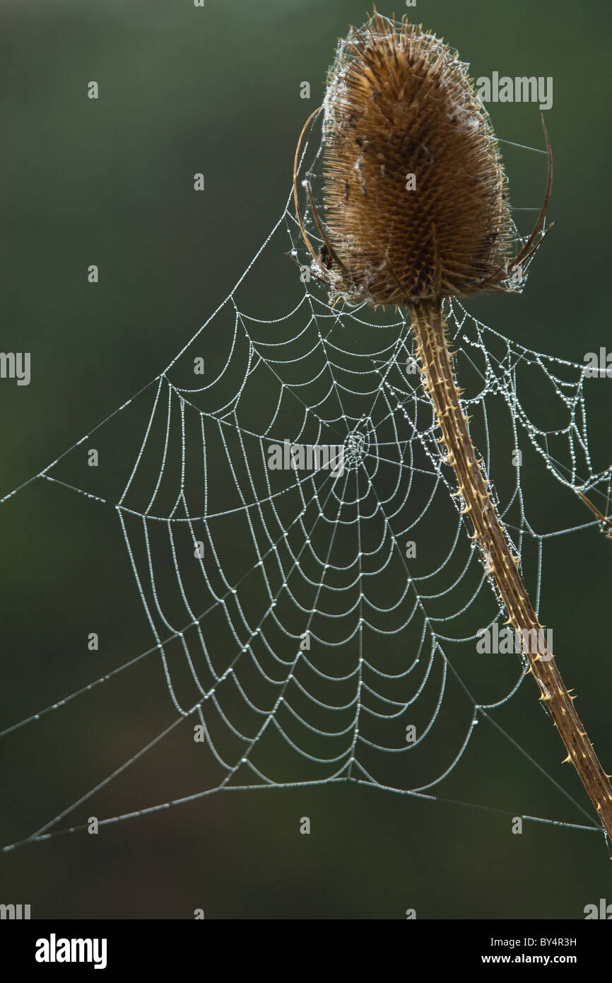 Am frühen Morgentau hängt ein Spinnen-Netz an eine Karde Pflanze Kopf und Stiel befestigt an einem Wintertag. Der Hintergrund ist dunkel grün Stockfoto