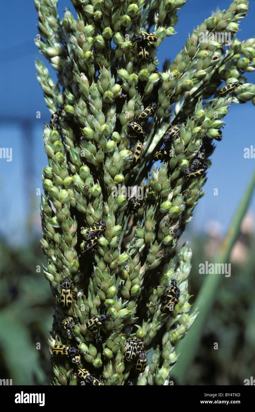 Mais Maiswurzelbohrer (Diabrotica Undecimpunctata) Erwachsene Massierung auf ein Ohr von Sorghum, Südafrika Stockfoto